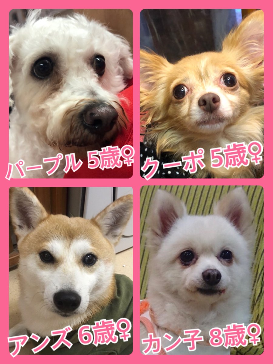 🐾今日の里親様募集中ワンコ🐶メンバーです🐾2019,9,6